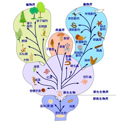 界門綱目科屬種查詢|生物分類法